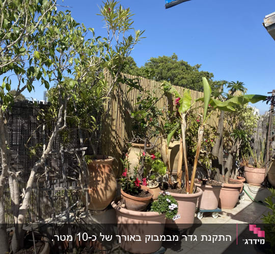 עציצים עם צמחים שונים על מרפסת עם גדר במבוק